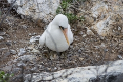 Nazca Booby and Hatchling - Espanola, Galapagos Islands