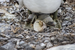 Nazca Booby and Hatchling - Espanola, Galapagos Islands