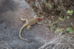 Galapagos Lava Lizard - Espanola, Galapagos Islands