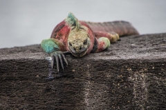 Marine Iguanas - Espanola, Galapagos Islands