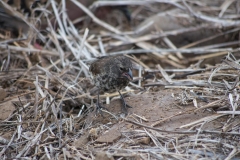 Medium Ground Finch - Espanola, Galapagos Islands