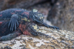 Marine Iguanas - Espanola, Galapagos Islands