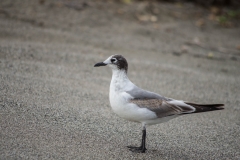 Franklin's Gull