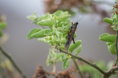 Floreana, Galapagos Islands