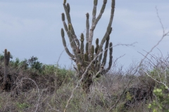 Floreana, Galapagos Islands