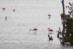 Caribbean flamingos - Floreana, Galapagos Islands