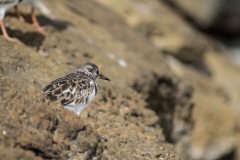 Ruddy Turnstone (Arenaria interpres) Sandpiper - Floreana, Galapagos Islands
