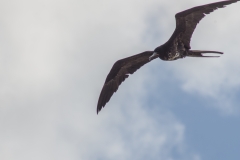 Magnificent Frigatebird - Floreana, Galapagos Islands