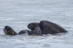 Green Sea Turtle - Floreana, Galapagos Islands