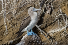 Blue-footed Booby