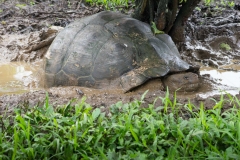 Galapagos Dome-shaped tortoise - Santa Cruz, Galapagos Islands