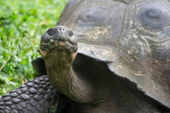 Galapagos Dome-shaped tortoise - Santa Cruz, Galapagos Islands