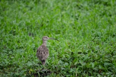 Santa Cruz, Galapagos Islands