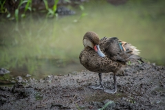 White-cheeked Pintail