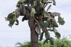 Santa Cruz, Galapagos Islands