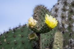 Santa Cruz, Galapagos Islands