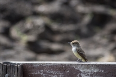 Common flycatcher - Santa Cruz, Galapagos Islands