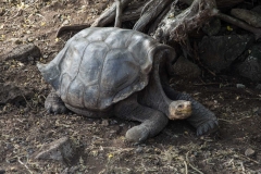 Giant saddleback tortoise - Santa Cruz, Galapagos Islands