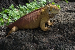 Land Iquana - Santa Cruz, Galapagos Islands,
