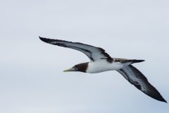 Brown Footed Booby