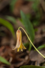 Bellwort