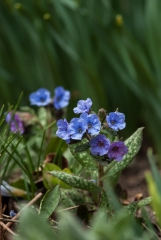 Lungwort
