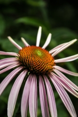 Purple Cone Flower