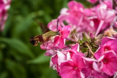 Sphinx Moth, Laskay, Ontario