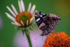Red Admiral