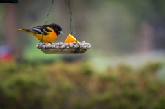 Baltimore Oriole