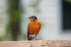 American Robin,