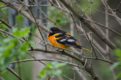 Baltimore Oriole