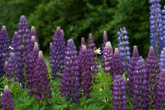 Wild Lupine