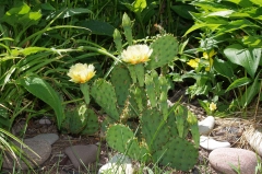 Prickly pear cactus, Laskay, Ontario
