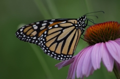 Monarch Butterfly on Purple Cone Flower, Laskay, Ontario