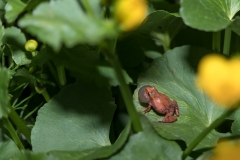 Spring Peeper