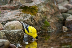 American Gold Finch,