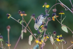 American Gold Finch,