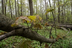 Happy Valley Forest, King Township, Ontario