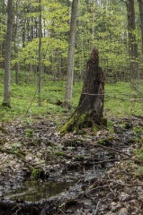 Happy Valley Forest, King Township, Ontario