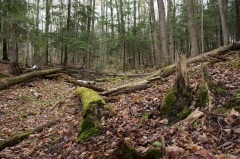 Happy Valley Forest, King Township, Ontario