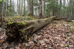 Happy Valley Forest, King Township, Ontario
