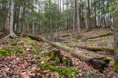 Happy Valley Forest, King Township, Ontario