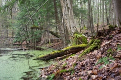 Happy Valley Forest, King Township, Ontario