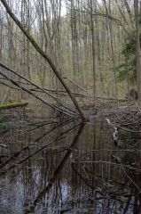 Happy Valley Forest, King Township, Ontario