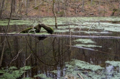 Happy Valley Forest, King Township, Ontario