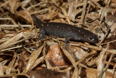 Happy Valley Forest, King Township, Ontario
