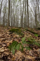 Happy Valley Forest, King Township, Ontario