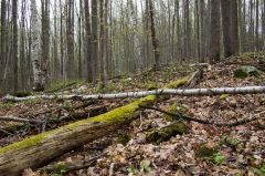 Happy Valley Forest, King Township, Ontario