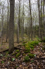 Happy Valley Forest, King Township, Ontario
